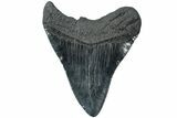 Serrated, Fossil Megalodon Tooth - South Carolina #231773-2